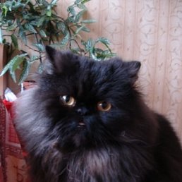 Takera, Москва