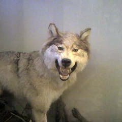 Алекса, Москва