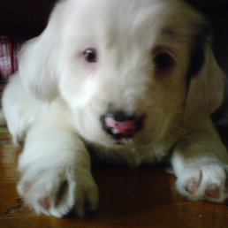 Николай, Пермь