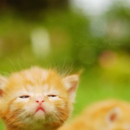 Дмитрий, Москва