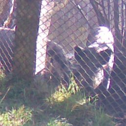 Алеша, Москва