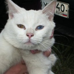 Ваня, Москва