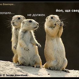 Анюта, Санкт-Петербург