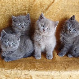 Диля, Санкт-Петербург