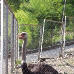 Серега, Челябинск