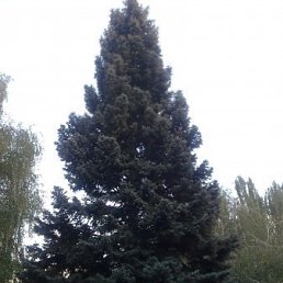 Василий, Одесса