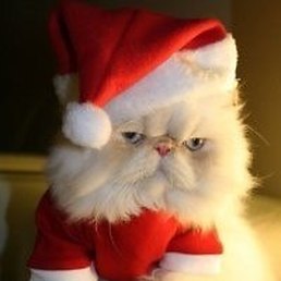 Серега, Санкт-Петербург