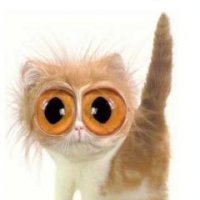 Лошара, Киев