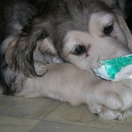 Надежда, Поронайск