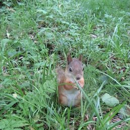 Джокер, Краснодар