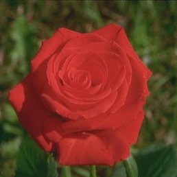 Маргаритка, Москва