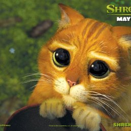 Вася, Санкт-Петербург