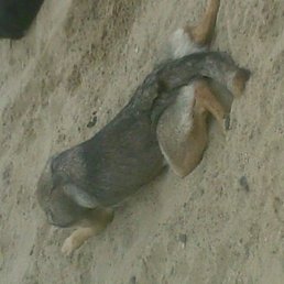 Алина, Санкт-Петербург